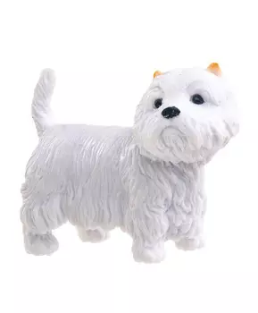 Собака Вест Хайленд Уайт, M