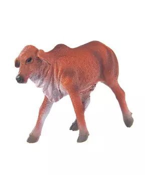 Теленок Брахмана рыжий, S