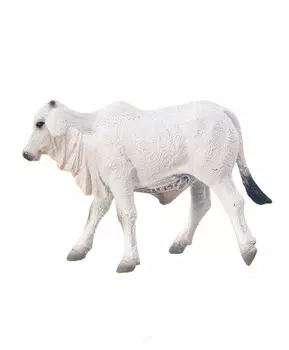 Теленок Брахмана, S