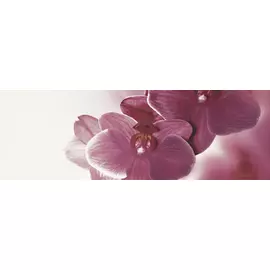 Abrila Kwiat B Декор (блестящий) 20х60