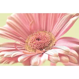 Aster Декор (AE2N452DT) 30x45
