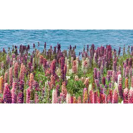 Dec Flora Декор КВС16Flora 25х45