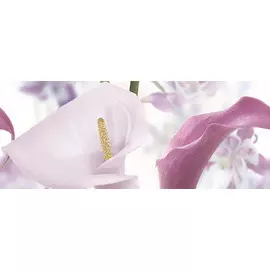 Dec Sano Panno A 20х50