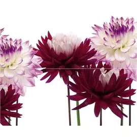 Matiz А Панно (из 2пл) 50х60