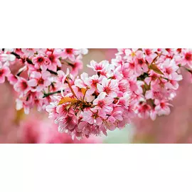 Okka Декор стеклянный Sakura (UG2L072D) 29,7x60