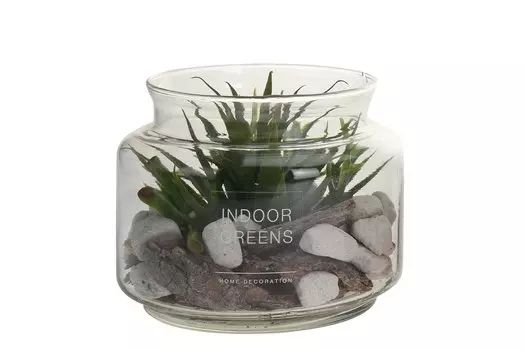 Декоративное растение D22300080