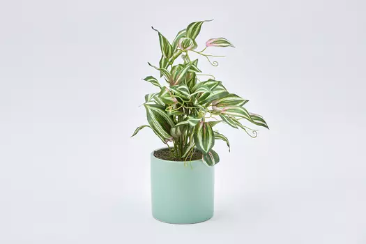 Искусственное растение HA428965GN