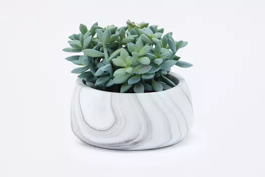 Искусственное растение в цементном горшке Суккулент