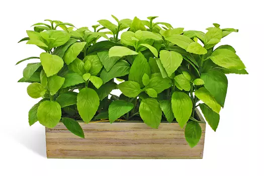 Искусственное растение в кашпо Базилик