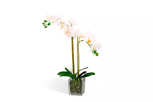 Искусственное растение в Кубе Орхидея Фаленопсис