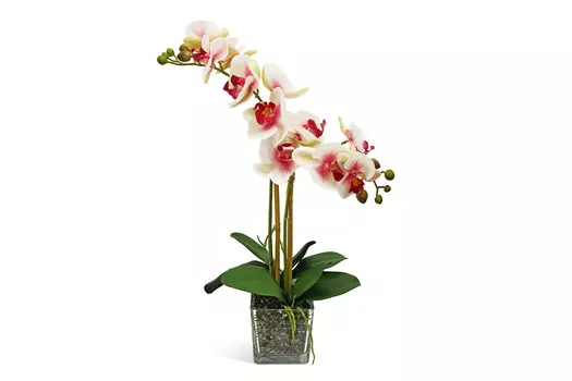 Искусственное растение в Кубе Орхидея Фаленопсис