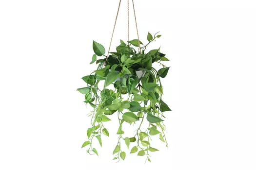 Искусственное растение в подвесном кашпо Филодендрон