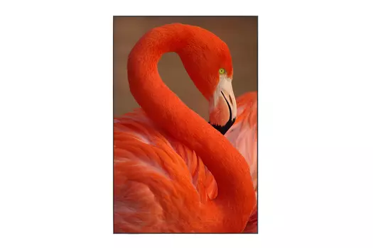 Картина в раме Caribbean