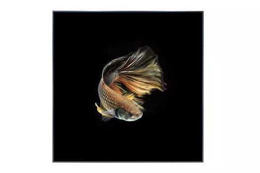 Картина в раме Comet