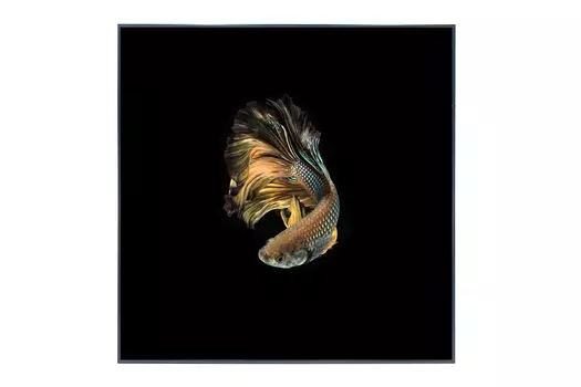 Картина в раме Fantail