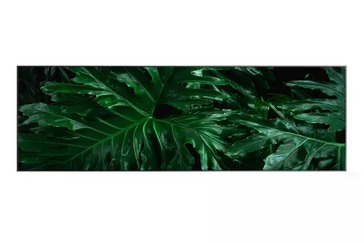 Картина в раме Jungles Leaves