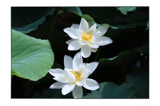 Картина в раме Lotus