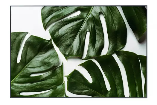 Картина в раме Monstera