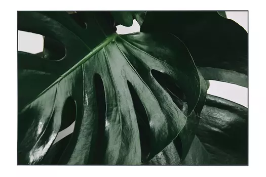 Картина в раме Monstera