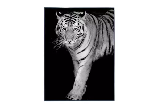 Картина в раме Tigers