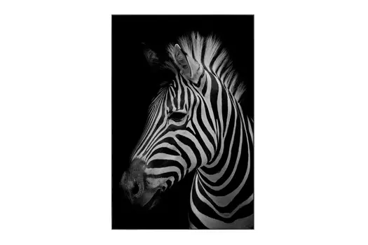 Картина в раме Zebra