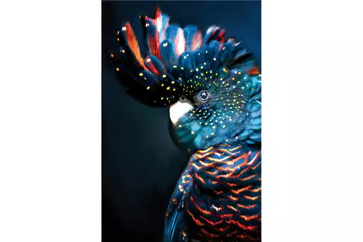 Репродукция Пальмовый какаду