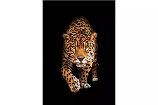 Репродукция Пантера