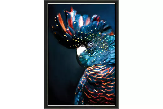 Репродукция в раме Пальмовый какаду