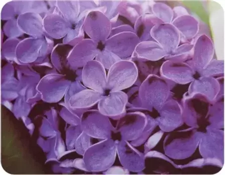 Коврики для мыши Buro BU-M20049 сирень