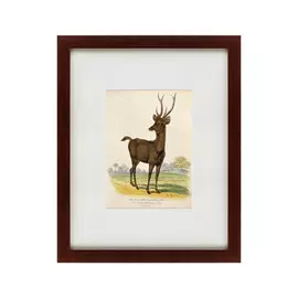 Картина a Rusa Deer 1830 г.