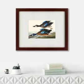 Картина Blue-Winged Teal 1836 г.