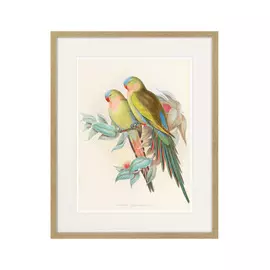 Копия старинной литографии Love Parrots 1850 г.