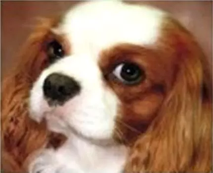 1041 Мозаика Cristal 'Собачка', 33*49 см