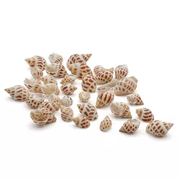 2AR126 Ракушки 100гр