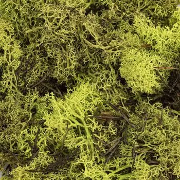 63803605 Мох Glorex