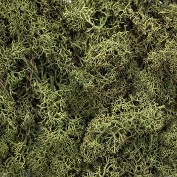 63803606 Мох Glorex