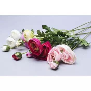 73467 ИЦ Ранункулюс 55см