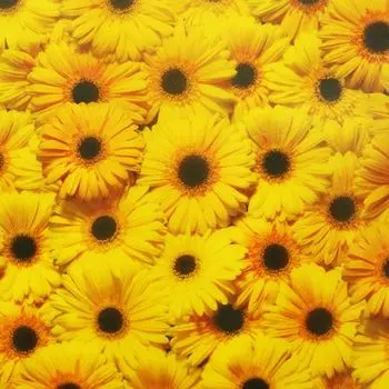 86101 Транспарентная бумага 'Гербера', 115 г/м², 50,5*70 см, Folia