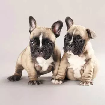 9131ш Наволочка Матренин Посад 'Братаны' 39*39см