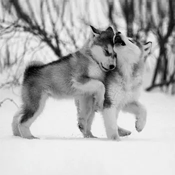 9134ш Наволочка 'Матренин Посад' 'На прогулке', 39*39 см