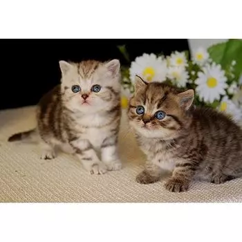 9138ш Наволочка 'Матренин Посад' 'Котята', 39*39 см