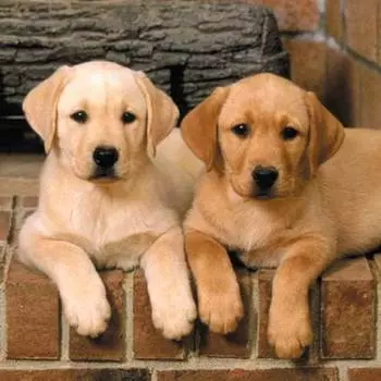 9141ш Наволочка Матренин Посад 'Фото на память' 39*39см