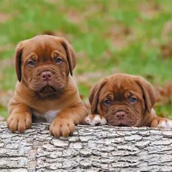 9142ш Наволочка Матренин Посад 'Шоколадки' 39*39см