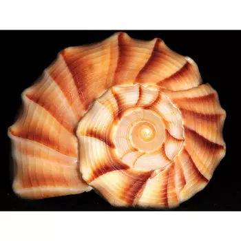 АЖ-1055 Картина стразами 'Большая ракушка' 25*20см