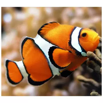 АЖ-1061 Картина стразами 'Рыба клоун' 20*18см