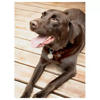 АЖ-1455 Картина стразами 'Лабрадор' 30*40 см