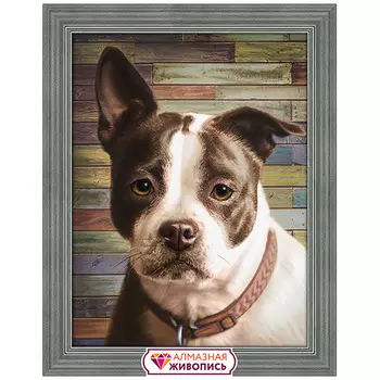 АЖ-1701 Картина стразами 'Стафф терьер' 30*40см
