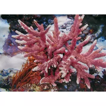 Б-558 Набор для вышивания бисером 39*29см