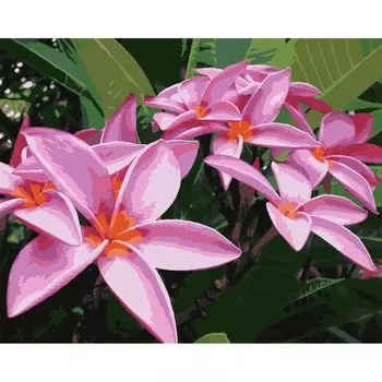 HS0323 Набор для рисования по номерам 'Экзотические(тропические) цветы' 40*50см