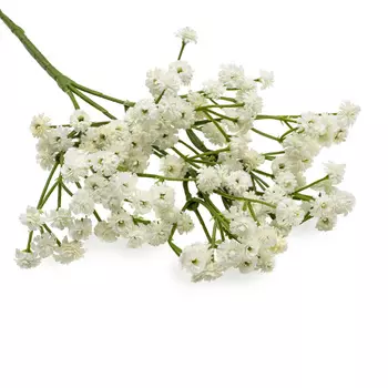 HY125-21001 Гипсофила, 63см (E Белый)